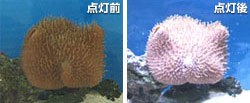 点灯前と点灯後の写真
