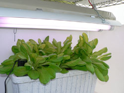 植物育成 蛍光灯セット 40w 2灯用器具 激安価格販売 アカリセンター