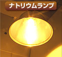 ナトリウムランプ