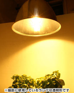 東芝【FL40SBRN】　直管一般形蛍光ランプ 植物育成用 （プラントルクス）